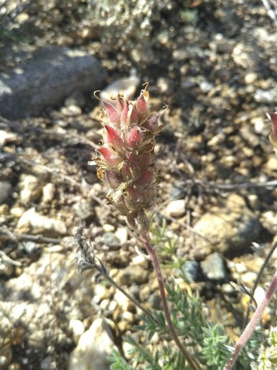 Oxytropis selengensis, photographed by Natalya Ivanova