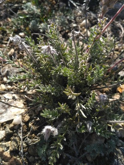Oxytropis selengensis, photographed by Natalya Ivanova