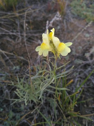 Linaria buriatica, photographed by Natalya Ivanova
