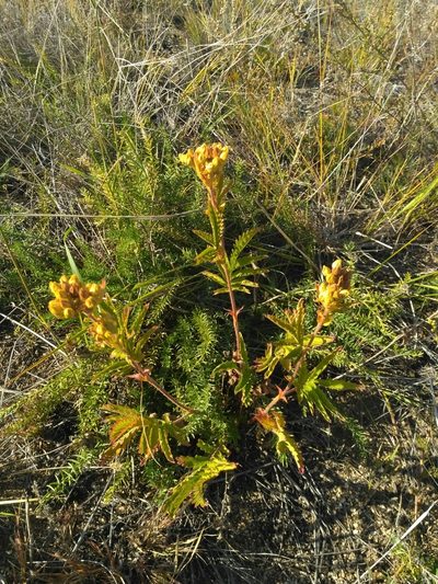 Potentilla longifolia, photographed by Natalya Ivanova