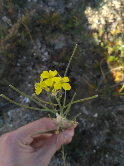 Erysimum flavum, photographed by Natalya Ivanova