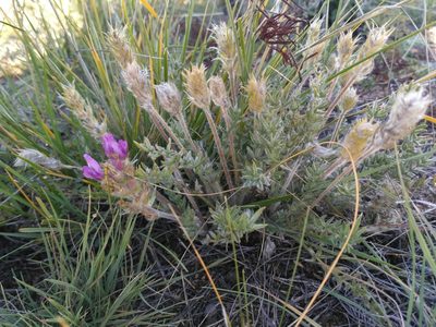 Oxytropis turczaninovii, photographed by Natalya Ivanova