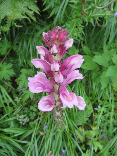 Pedicularis nipponica, photographed by Marco Mussita