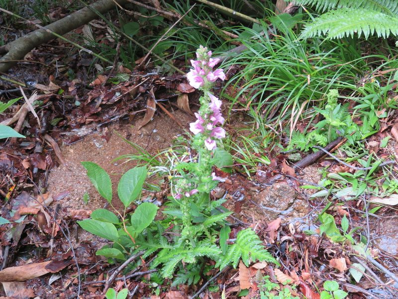 Pedicularis nipponica, photographed by Marco Mussita