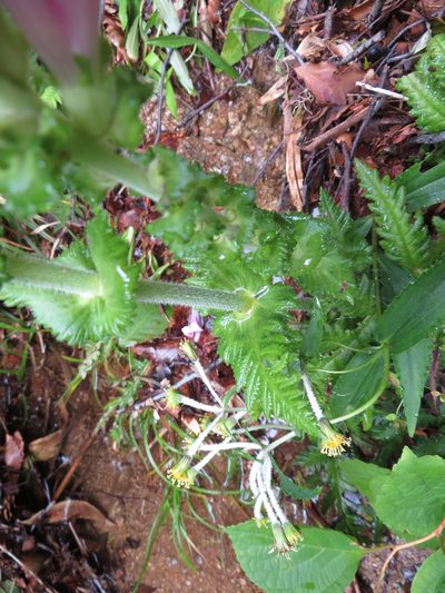 Pedicularis nipponica, photographed by Marco Mussita