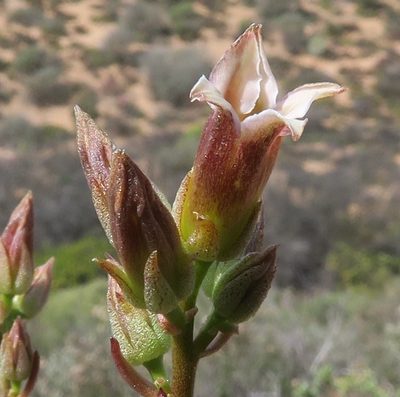 Tylecodon racemosus, photographed by Kevin Murray