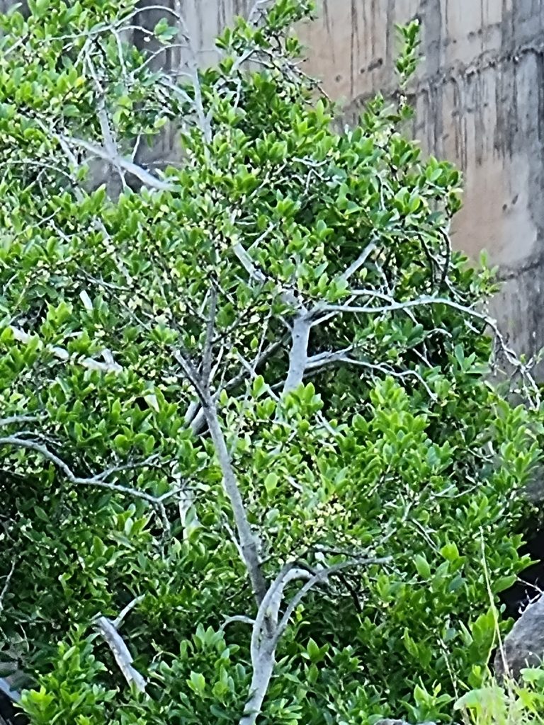 Maytenus umbellata, photographed by Vítor Jorge