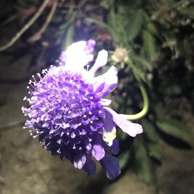Scabiosa comosa, photographed by Dag Endresen