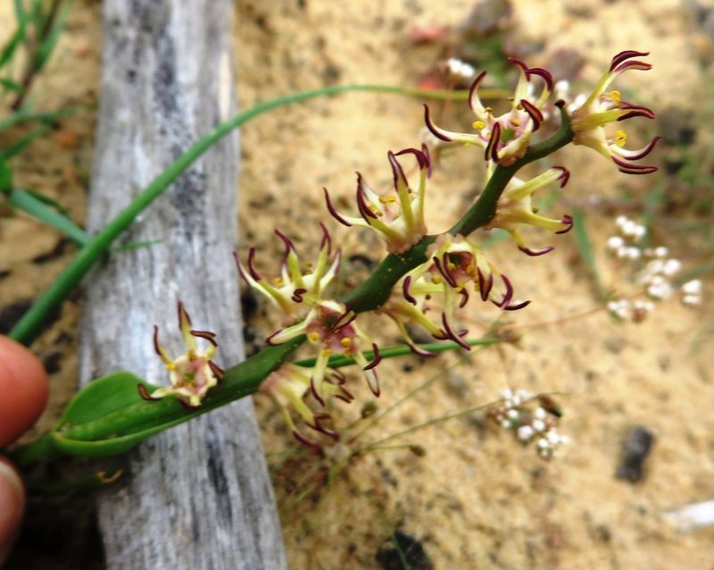 Wurmbea monopetala, photographed by linkie