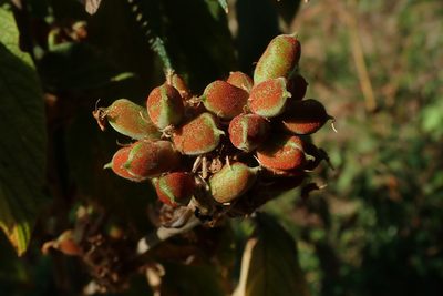Flemingia grahamiana, photographed by Andrew Deacon