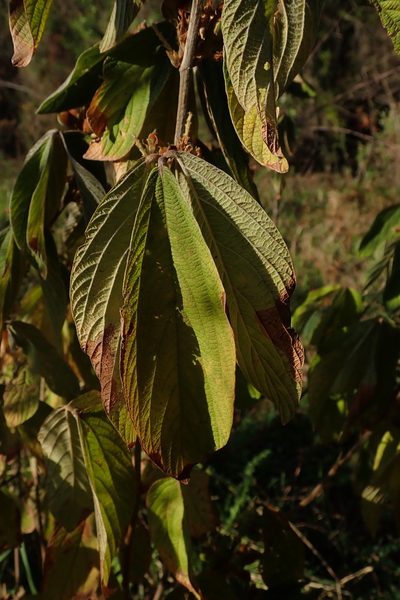 Flemingia grahamiana, photographed by Andrew Deacon