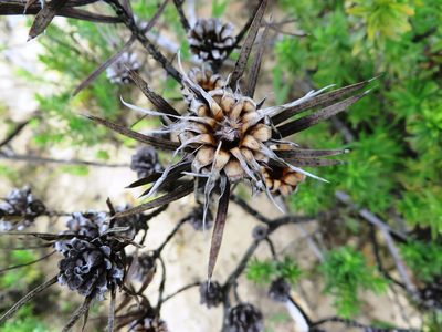 Protea mucronifolia, photographed by linkie