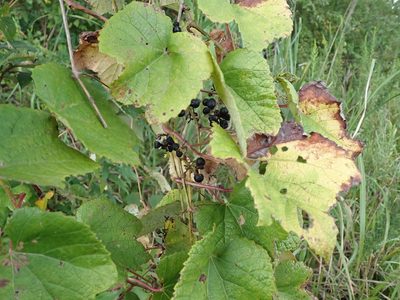 Vitis ficifolia, photographed by Yoshihiro Tokue