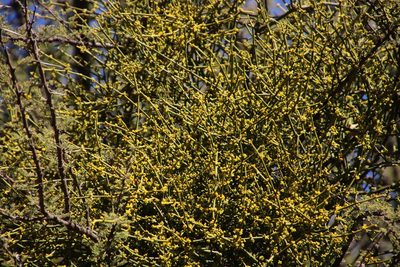 Viscum verrucosum, photographed by Tony Rebelo