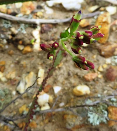 Codonorhiza elandsmontana, photographed by linkie