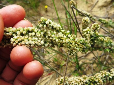 Ifloga ambigua, photographed by linkie