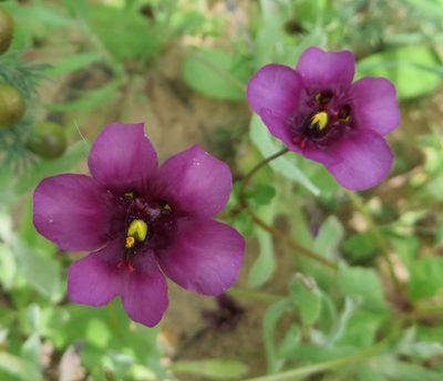 Diascia capensis, photographed by linkie