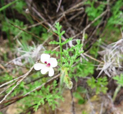 Pelargonium senecioides, photographed by linkie