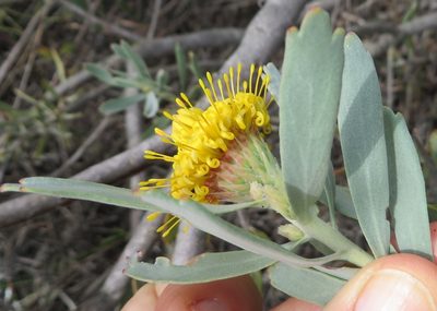 Leucospermum rodolentum, photographed by linkie