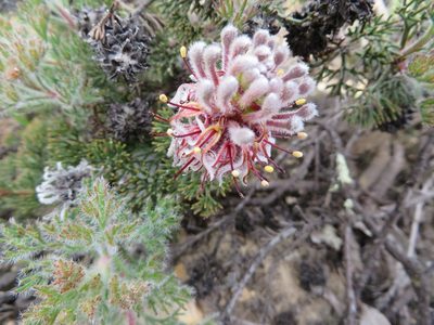 Serruria scoparia, photographed by linkie