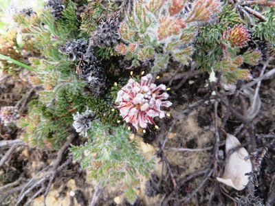 Serruria scoparia, photographed by linkie