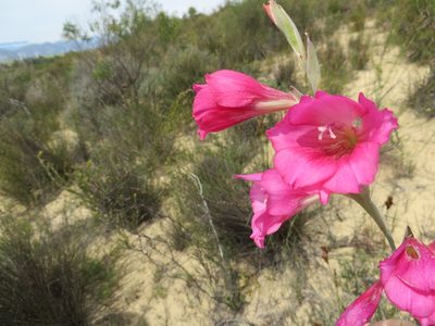 Gladiolus caryophyllaceus, photographed by linkie