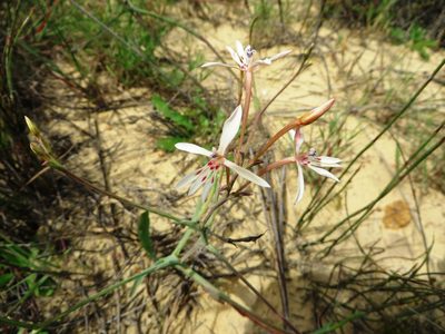 Lapeirousia anceps, photographed by linkie