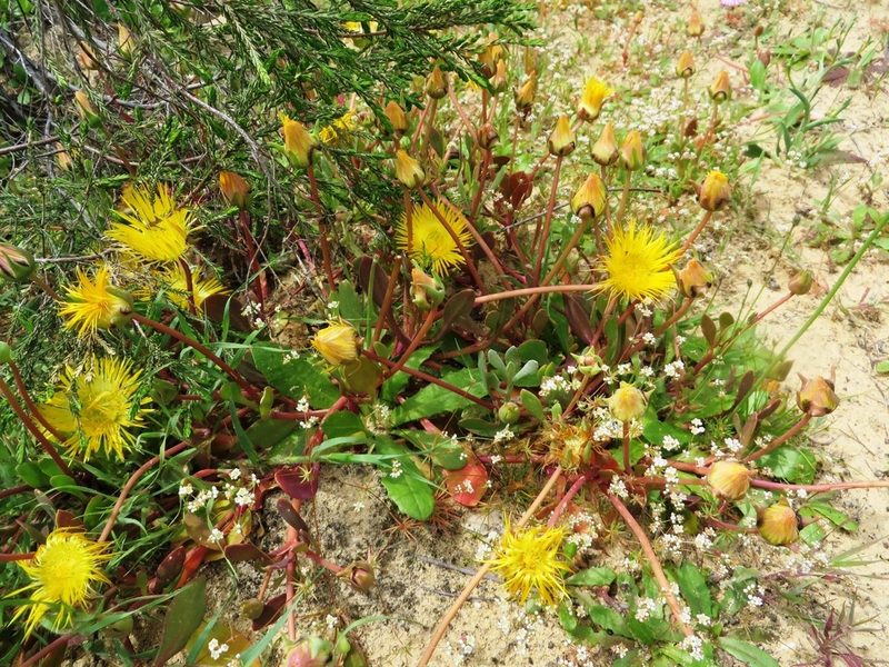 Apatesia helianthoides, photographed by linkie