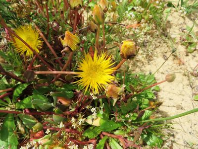 Apatesia helianthoides, photographed by linkie