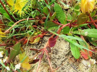 Apatesia helianthoides, photographed by linkie