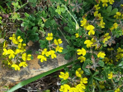 Lotononis umbellata, photographed by Chris Vynbos