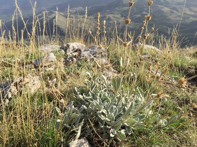 Sideritis italica, photographed by Brian Gratwicke