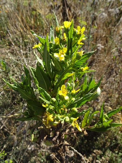 Guizotia abyssinica, photographed by Robert H. Wardell