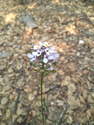 Iberis linifolia, photographed by Josep Gesti