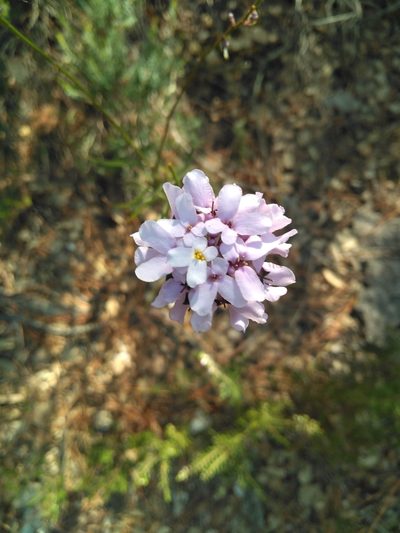 Iberis linifolia, photographed by Josep Gesti