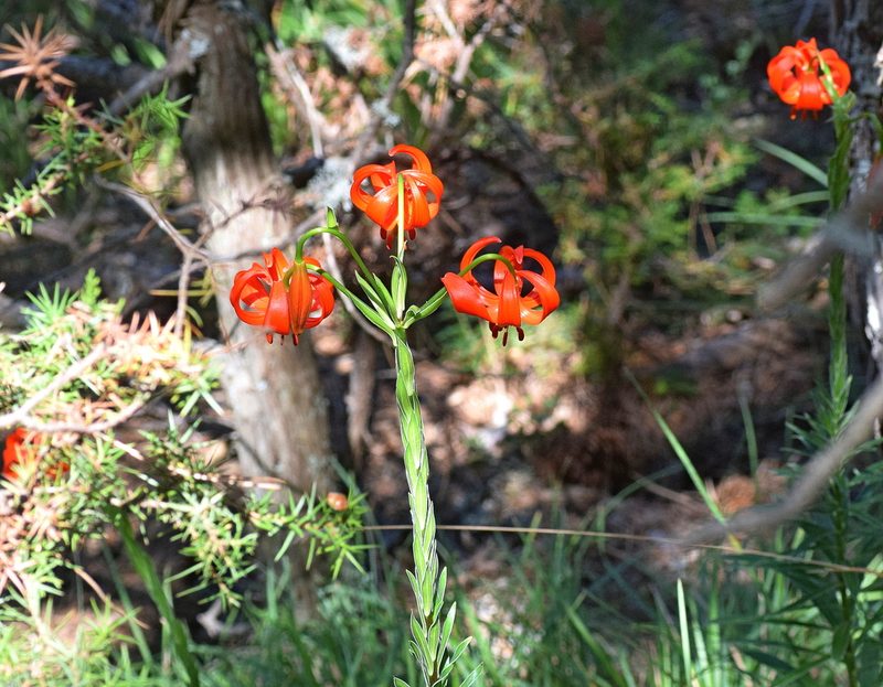 Lilium chalcedonicum, photographed by Kostas Zontanos