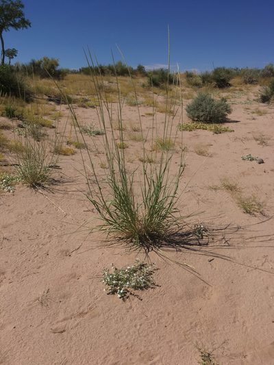 Sporobolus giganteus, photographed by Norman Douglas