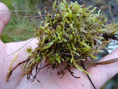 Warnstorfia straminea, photographed by Grzegorz Grzejszczak