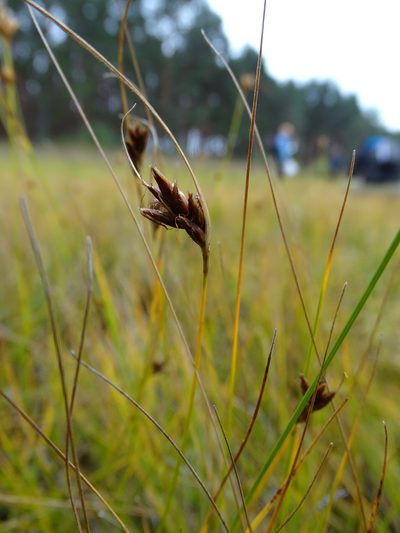 Rhynchospora fusca, photographed by Grzegorz Grzejszczak
