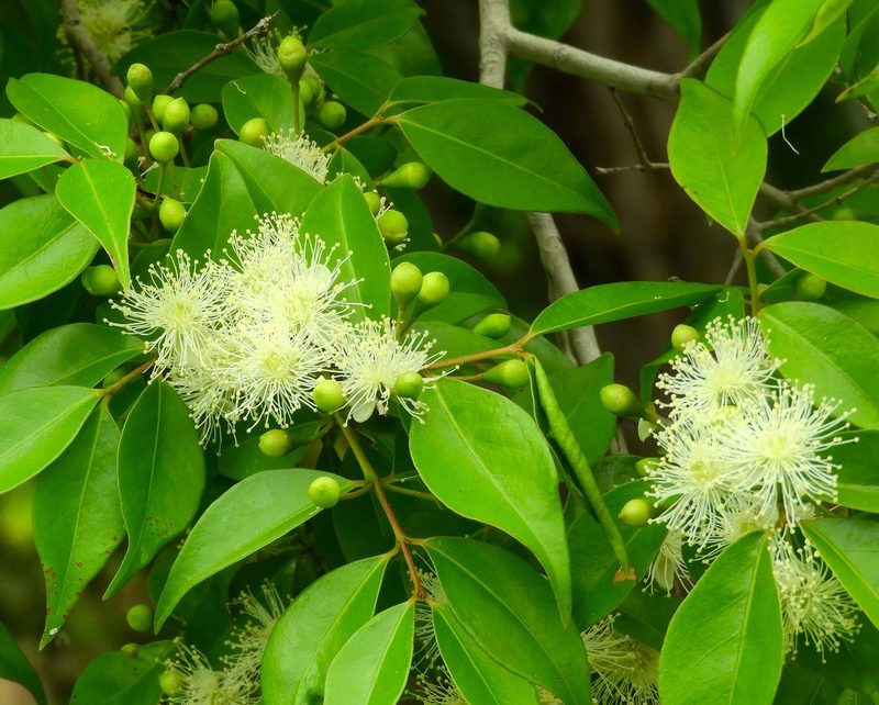 Psidium oligospermum, photographed by Francisco Farriols Sarabia