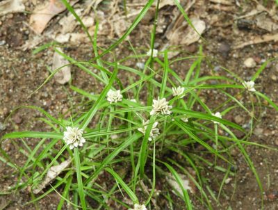 Cyperus tenerrimus, photographed by Francisco Farriols Sarabia