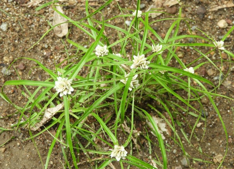 Cyperus tenerrimus, photographed by Francisco Farriols Sarabia