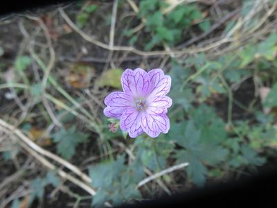 Geranium versicolor, photographed by Simon Rolph