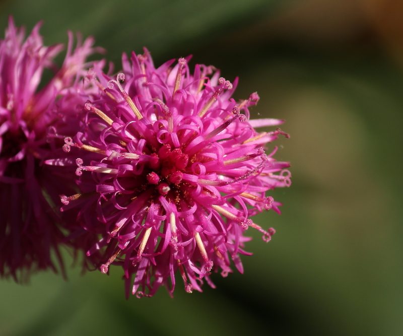 Vernonia arkansana, photographed by mayfly1963