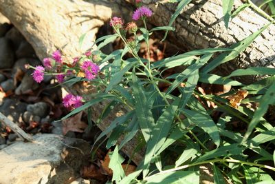 Vernonia arkansana, photographed by mayfly1963