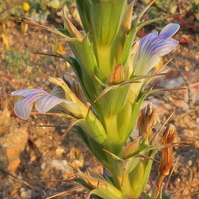 Acanthopsis glabra, photographed by Kevin Murray