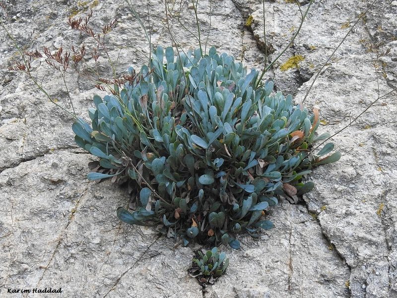 Limonium spathulatum, photographed by Karim Haddad