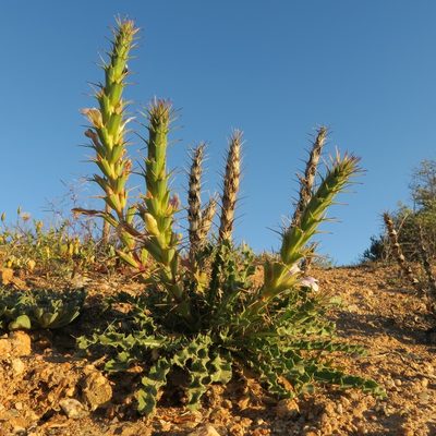 Acanthopsis glabra, photographed by Kevin Murray