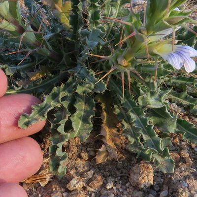 Acanthopsis glabra, photographed by Kevin Murray