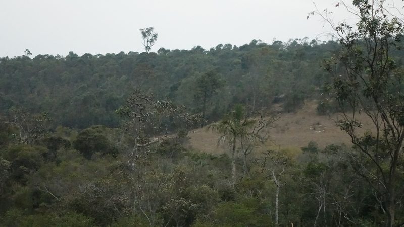 Chrysalidocarpus decipiens, photographed by Stuart Cable